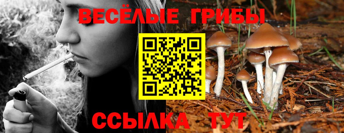 Галлюциногенные грибы прущие грибы Кизилюрт